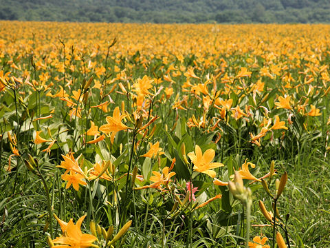 Hemerocallis dumortieri var. esculenta