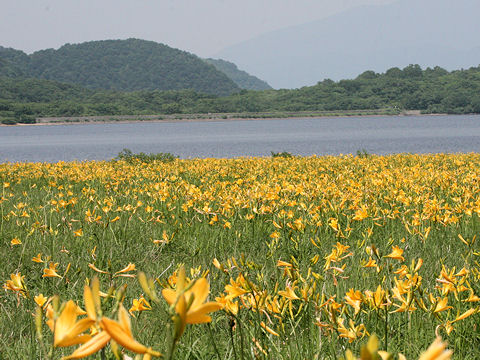 Hemerocallis dumortieri var. esculenta