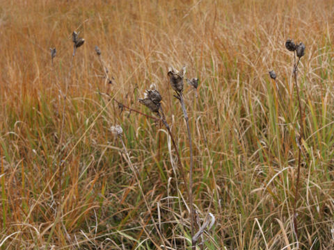 Hemerocallis dumortieri var. esculenta