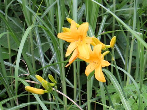 Hemerocallis dumortieri var. esculenta