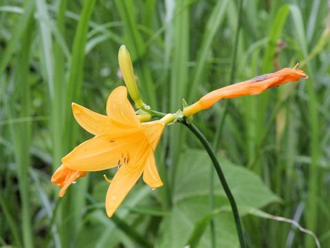 Hemerocallis dumortieri var. esculenta