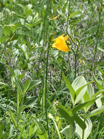 Hemerocallis dumortieri var. esculenta