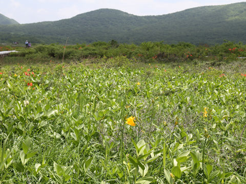 Hemerocallis dumortieri var. esculenta