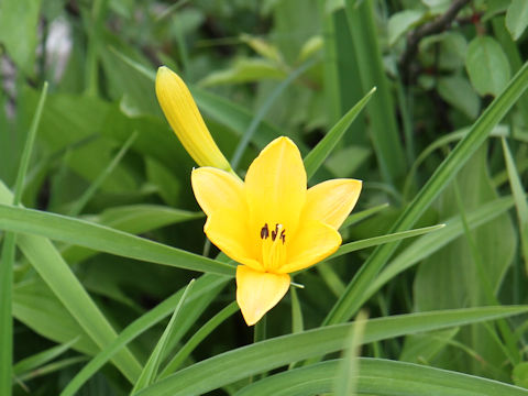 Hemerocallis dumortieri var. esculenta