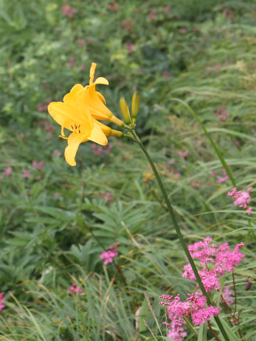 Hemerocallis dumortieri var. esculenta