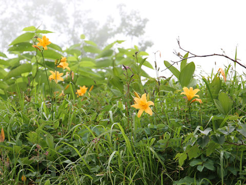 Hemerocallis dumortieri var. esculenta