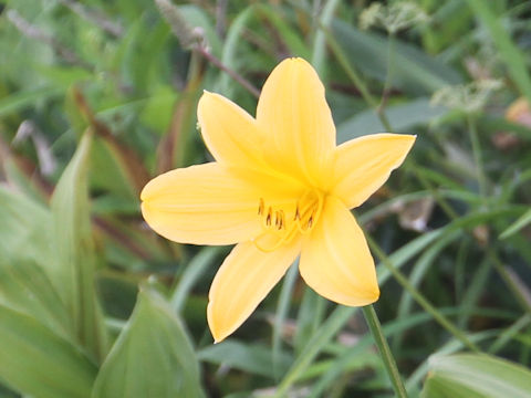 Hemerocallis dumortieri var. esculenta