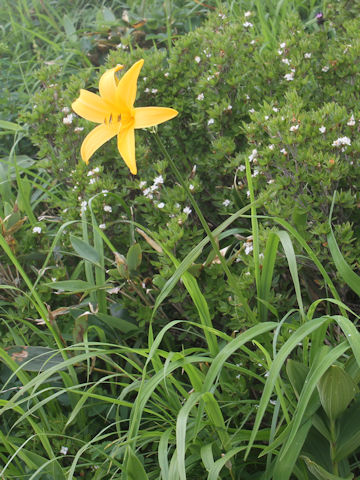 Hemerocallis dumortieri var. esculenta