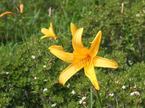 Hemerocallis dumortieri var. esculenta