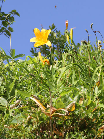 Hemerocallis dumortieri var. esculenta