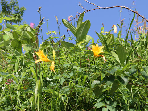 Hemerocallis dumortieri var. esculenta