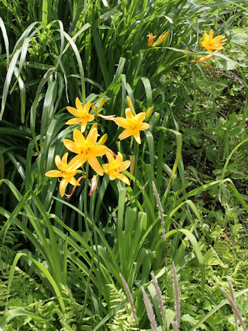 Hemerocallis dumortieri var. esculenta