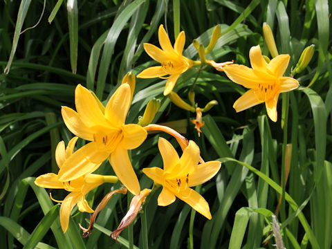 Hemerocallis dumortieri var. esculenta