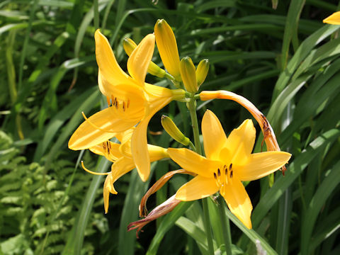 Hemerocallis dumortieri var. esculenta