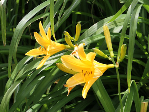 Hemerocallis dumortieri var. esculenta