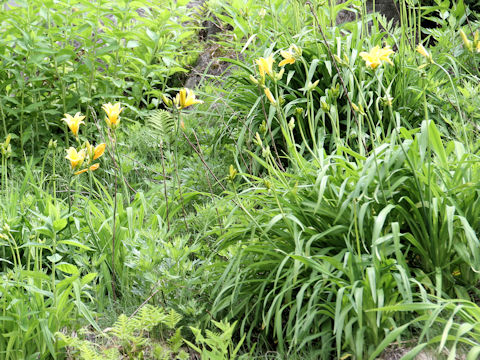 Hemerocallis dumortieri var. esculenta