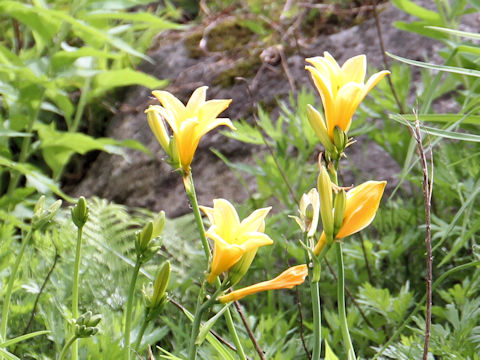 Hemerocallis dumortieri var. esculenta