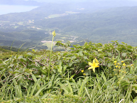 Hemerocallis dumortieri var. esculenta