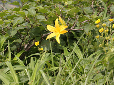 Hemerocallis dumortieri var. esculenta