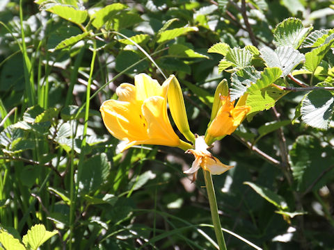 Hemerocallis dumortieri var. esculenta