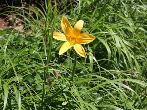 Hemerocallis dumortieri var. esculenta