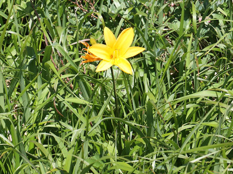 Hemerocallis dumortieri var. esculenta