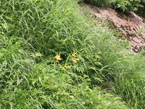 Hemerocallis dumortieri var. esculenta