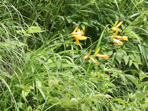 Hemerocallis dumortieri var. esculenta