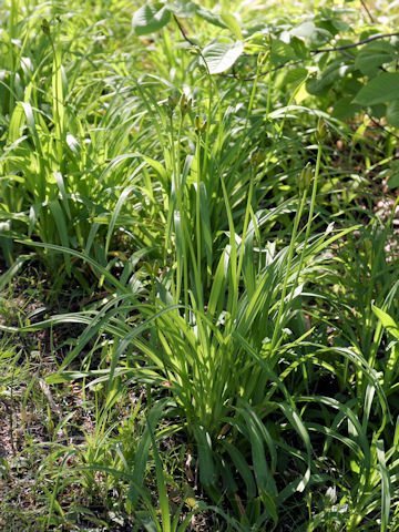 Hemerocallis dumortieri var. esculenta