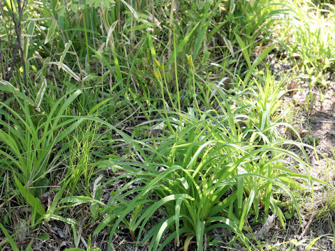 Hemerocallis dumortieri var. esculenta