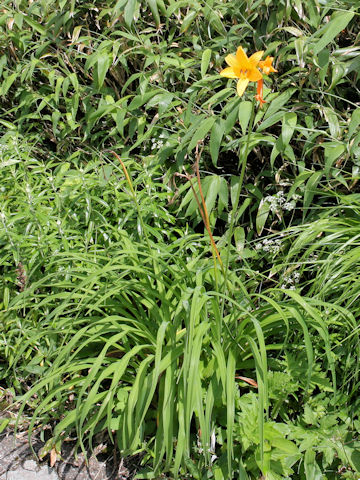 Hemerocallis dumortieri var. esculenta