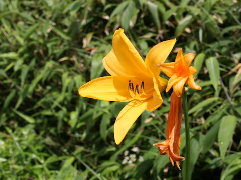 Hemerocallis dumortieri var. esculenta