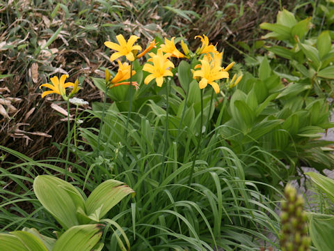 Hemerocallis dumortieri var. esculenta