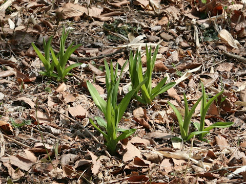 Hemerocallis dumortieri var. esculenta