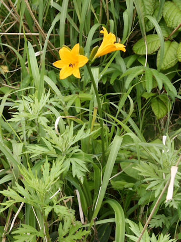 Hemerocallis dumortieri var. esculenta