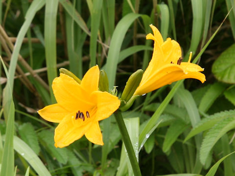 Hemerocallis dumortieri var. esculenta