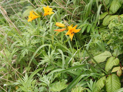 Hemerocallis dumortieri var. esculenta