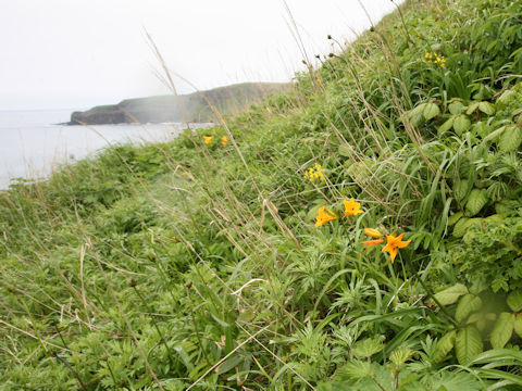 Hemerocallis dumortieri var. esculenta