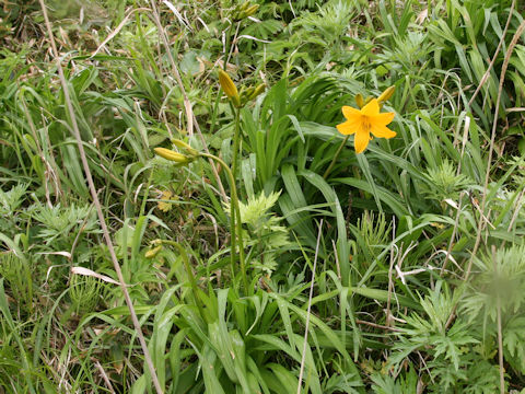 Hemerocallis dumortieri var. esculenta
