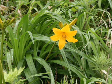 Hemerocallis dumortieri var. esculenta