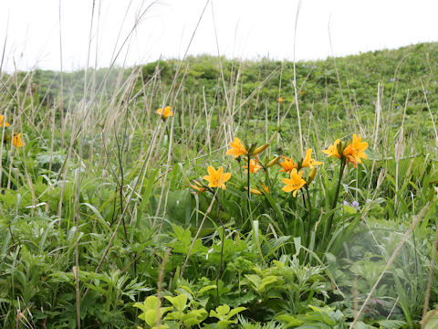 Hemerocallis dumortieri var. esculenta