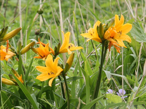 Hemerocallis dumortieri var. esculenta
