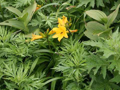 Hemerocallis dumortieri var. esculenta