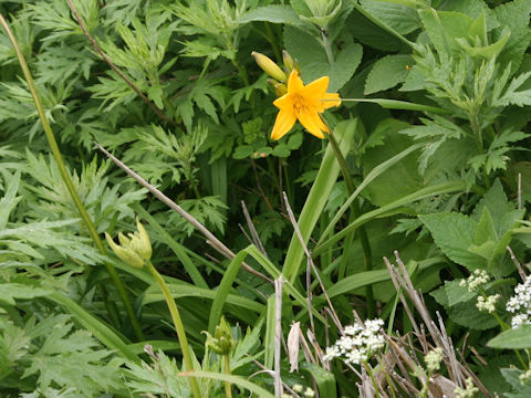 Hemerocallis dumortieri var. esculenta