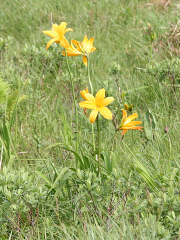 Hemerocallis dumortieri var. esculenta