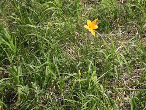 Hemerocallis dumortieri var. esculenta