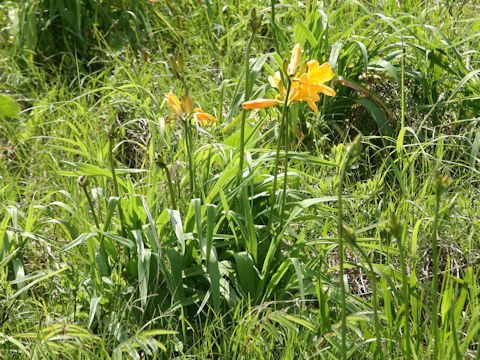 Hemerocallis dumortieri var. esculenta