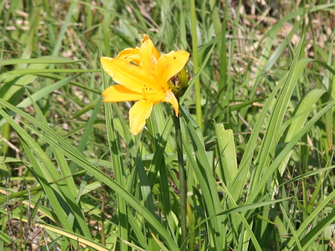 Hemerocallis dumortieri var. esculenta