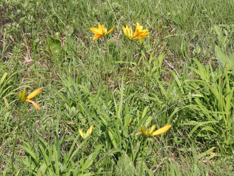 Hemerocallis dumortieri var. esculenta