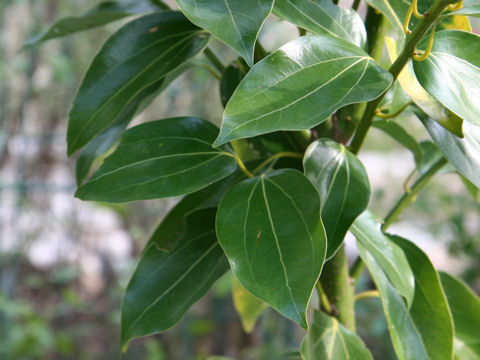 Cinnamomum okinawense